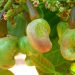 Cashew nuts growing on tree.