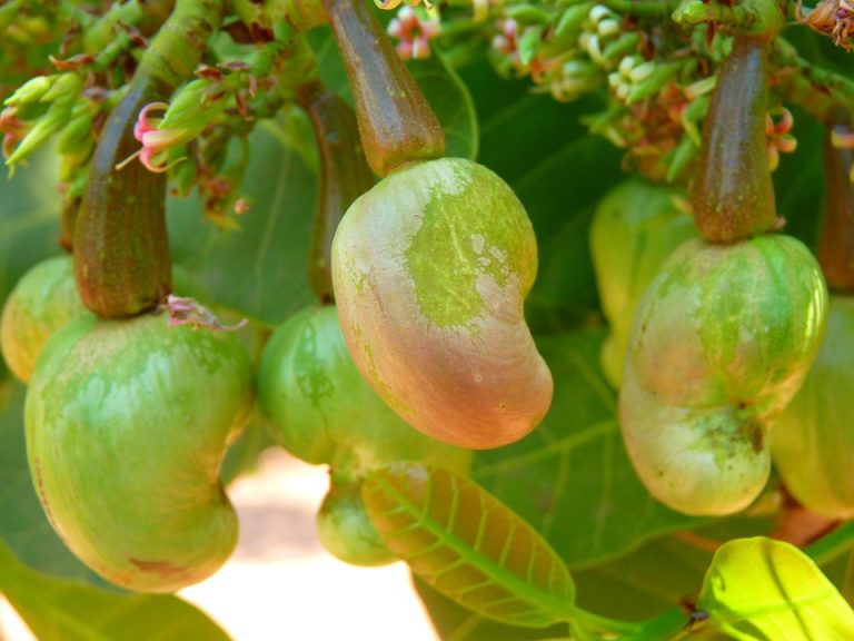 Cashew nuts growing on tree.