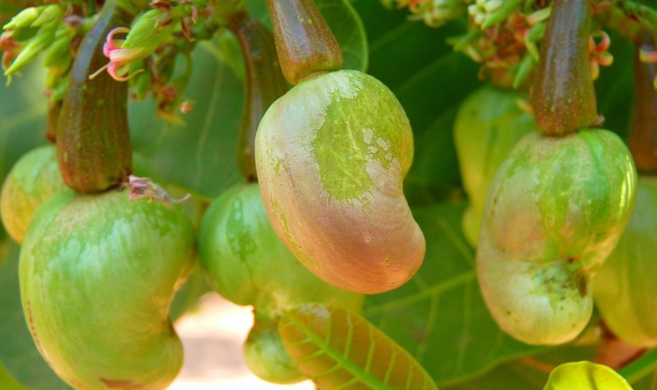 Cashew nuts growing on tree.