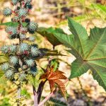 Spiky castor oil plant with large green leaves in a sunny field.