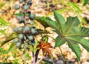 Spiky castor oil plant with large green leaves in a sunny field.