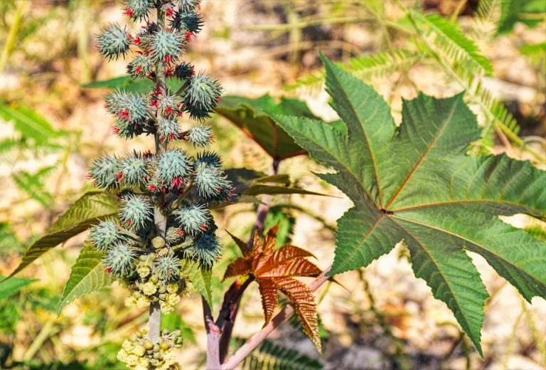Spiky castor oil plant with large green leaves in a sunny field.