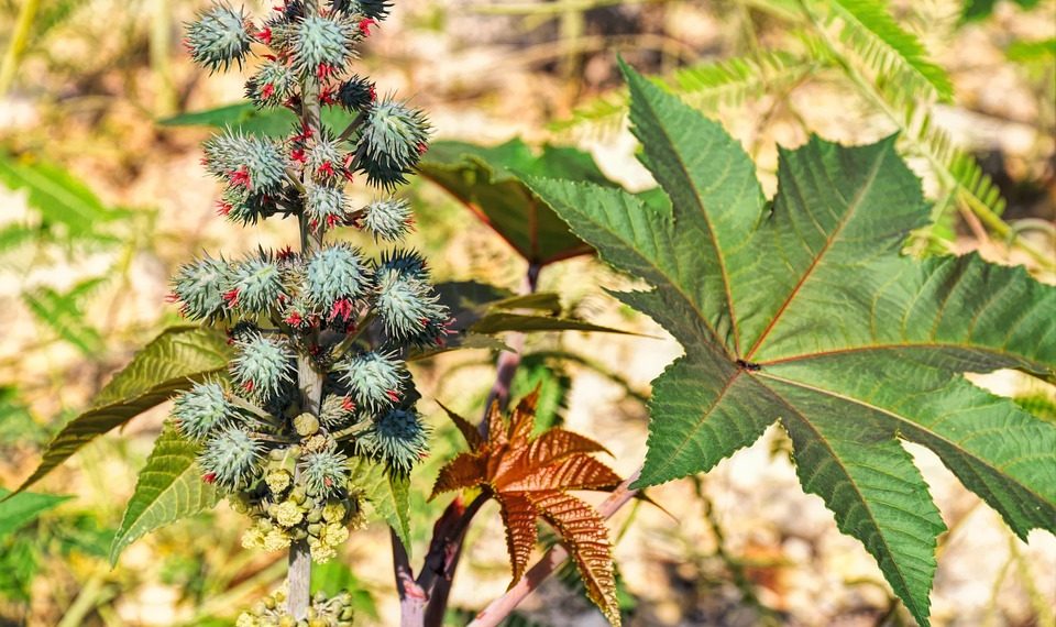 Spiky castor oil plant with large green leaves in a sunny field.