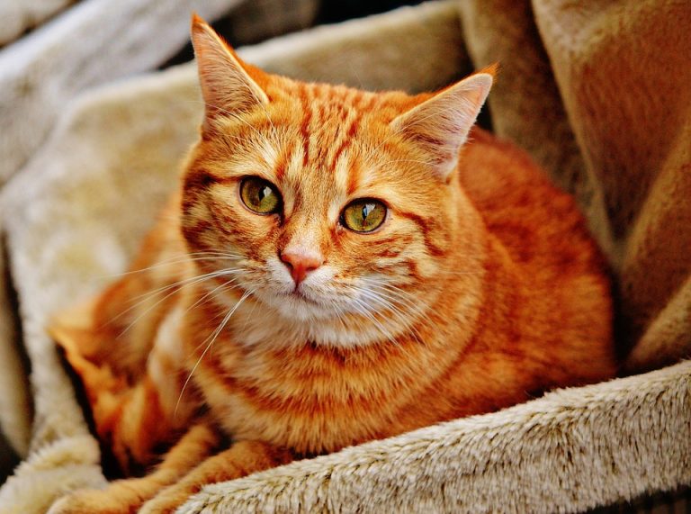 Orange tabby cat resting on a cozy blanket.