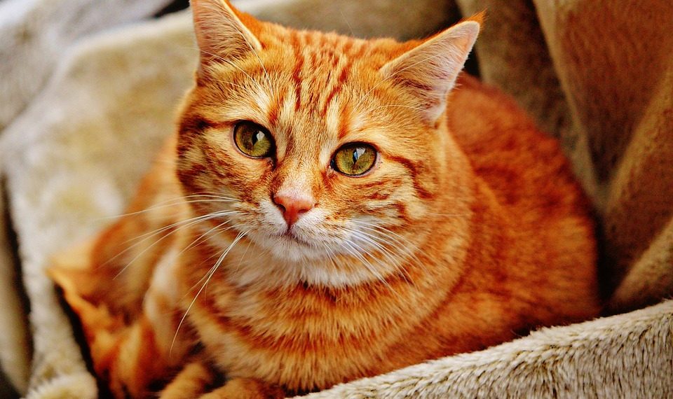 Orange tabby cat resting on a cozy blanket.