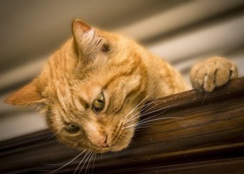 Ginger cat looking down from a wooden beam.