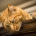 Ginger cat looking down from a wooden beam.