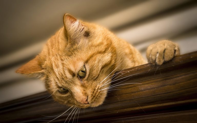 Ginger cat looking down from a wooden beam.