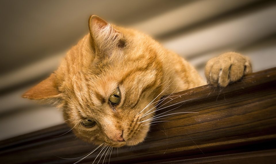 Ginger cat looking down from a wooden beam.