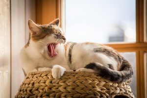 Yawning cat lounging on a woven basket by a window.