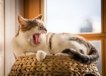 Yawning cat lounging on a woven basket by a window.