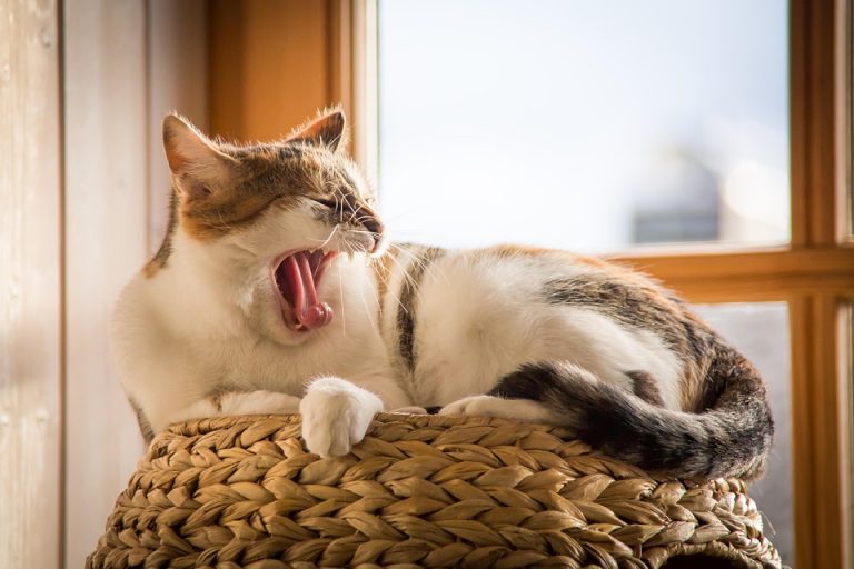 Yawning cat lounging on a woven basket by a window.