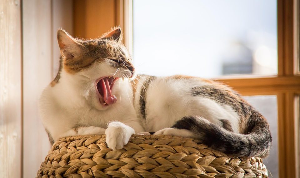 Yawning cat lounging on a woven basket by a window.