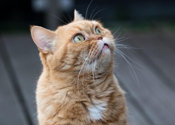 Ginger cat looking up with curious expression.