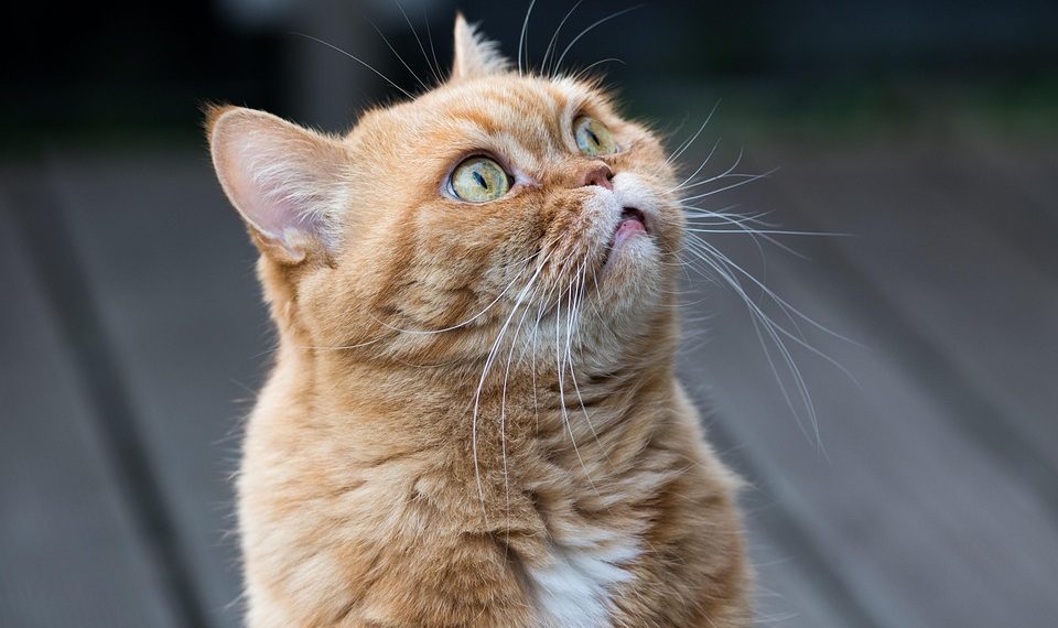 Ginger cat looking up with curious expression.