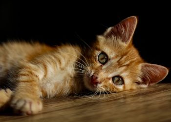 Orange kitten lying on wooden floor, eyes gazing intently.