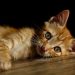 Orange kitten lying on wooden floor, eyes gazing intently.