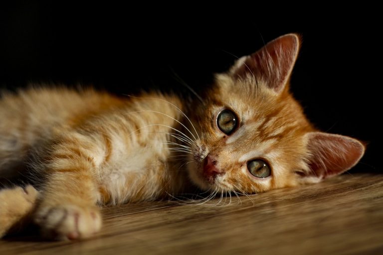 Orange kitten lying on wooden floor, eyes gazing intently.