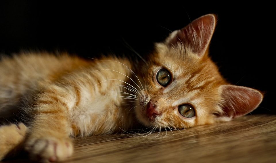 Orange kitten lying on wooden floor, eyes gazing intently.