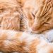 Sleeping ginger cat curled up comfortably.