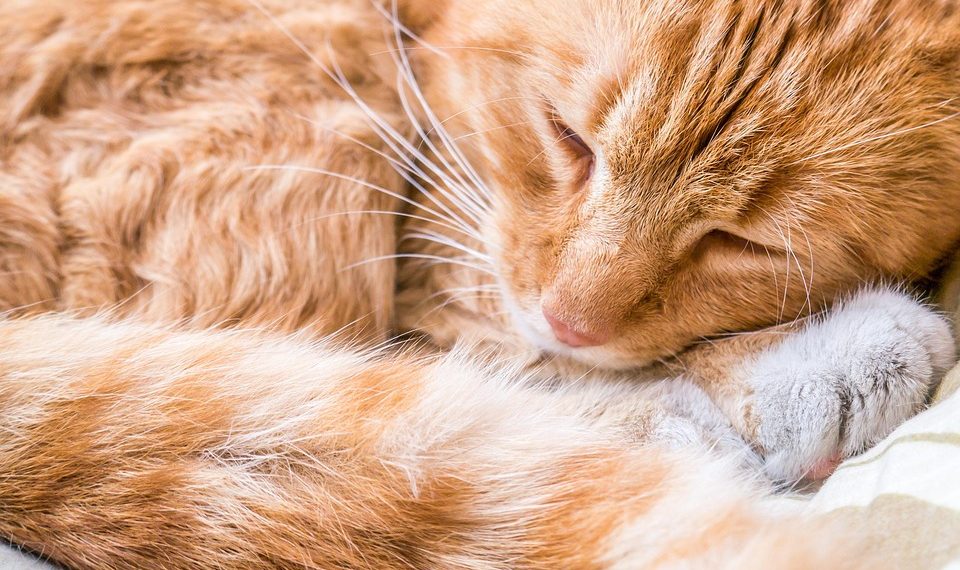 Sleeping ginger cat curled up comfortably.