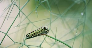 Vibrant caterpillar on a delicate green branch.