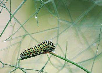 Vibrant caterpillar on a delicate green branch.
