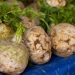 Celery roots on a blue tarp at a market.