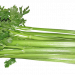 Celery stalks with fresh green leaves arranged.