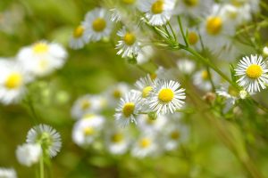 White wild daisies blooming in a sunny meadow.