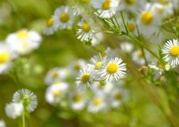 White wild daisies blooming in a sunny meadow.