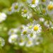 White wild daisies blooming in a sunny meadow.