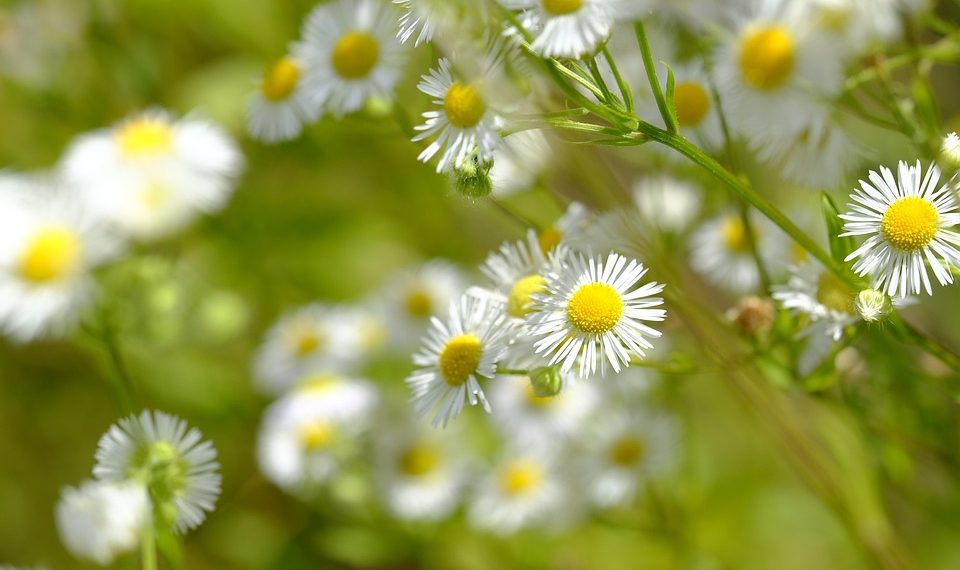 White wild daisies blooming in a sunny meadow.