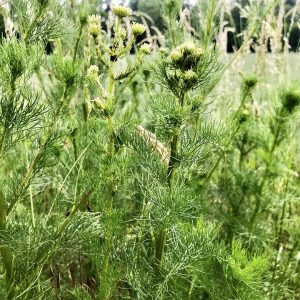 Green plants with budding flowers in a field.