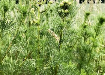 Green plants with budding flowers in a field.