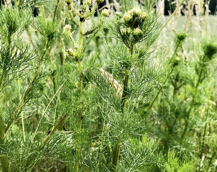 Green plants with budding flowers in a field.