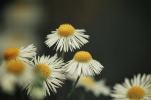 White daisies blooming in a dark green background.
