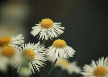 White daisies blooming in a dark green background.