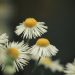 White daisies blooming in a dark green background.
