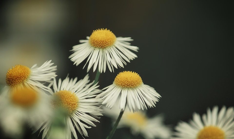 White daisies blooming in a dark green background.