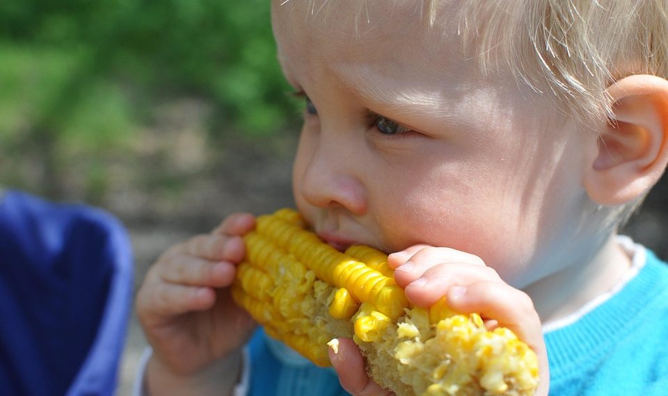 Toddler enjoying corn on the cob outdoors.
