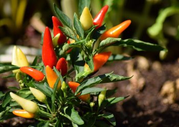 Colorful chili peppers growing in a garden.