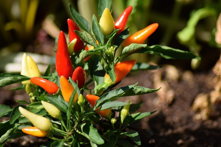 Colorful chili peppers growing in a garden.