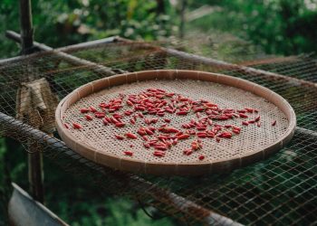 Drying red chilies on a woven bamboo tray outdoors.
