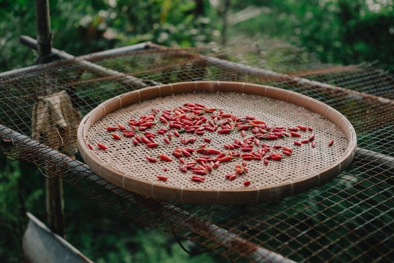 Drying red chilies on a woven bamboo tray outdoors.