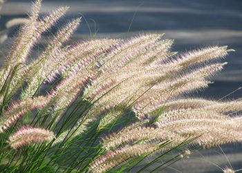 Tall grass swaying in the breeze with sunlight highlighting fuzzy tips.