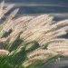 Tall grass swaying in the breeze with sunlight highlighting fuzzy tips.
