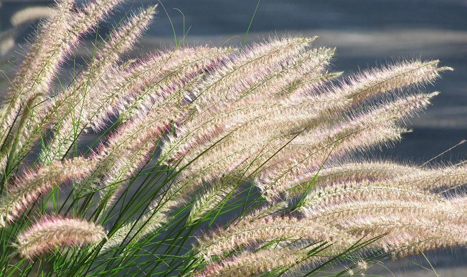 Tall grass swaying in the breeze with sunlight highlighting fuzzy tips.