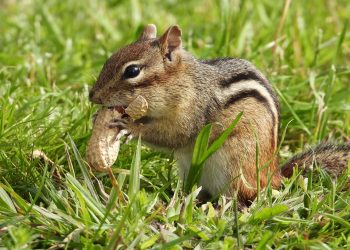 Chipmunk eating a peanut in grassy field.