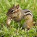 Chipmunk eating a peanut in grassy field.